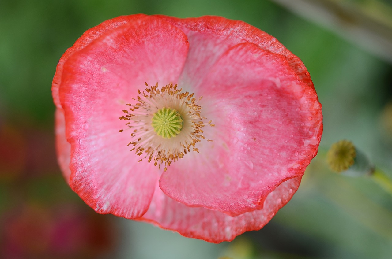 poppy flower natur free photo