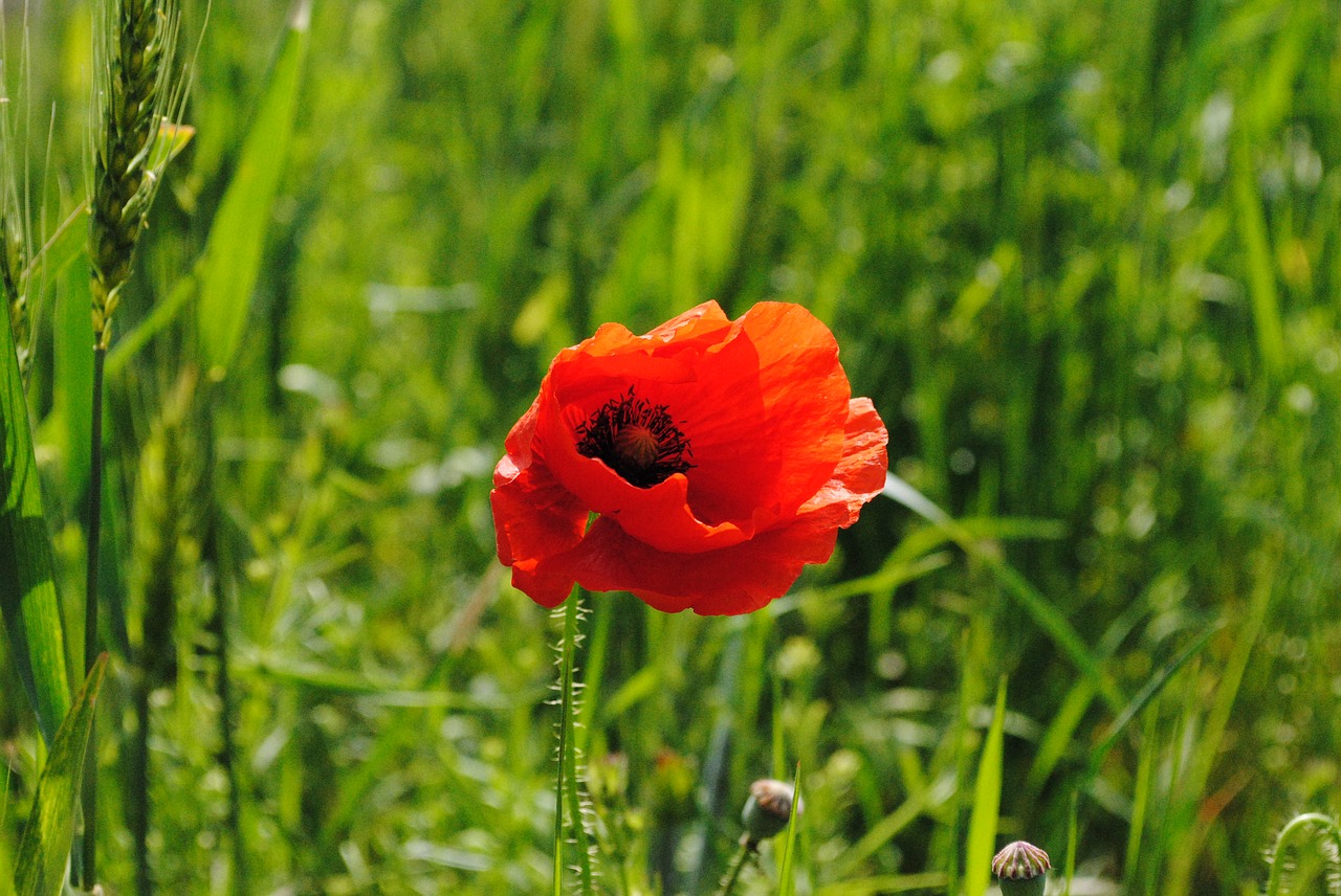 poppy red green free photo