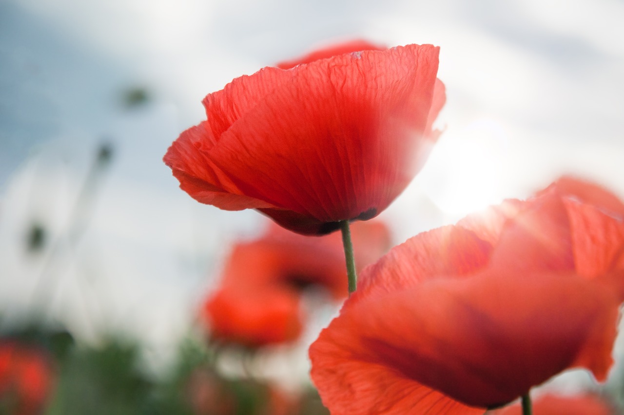 poppy blossom bloom free photo