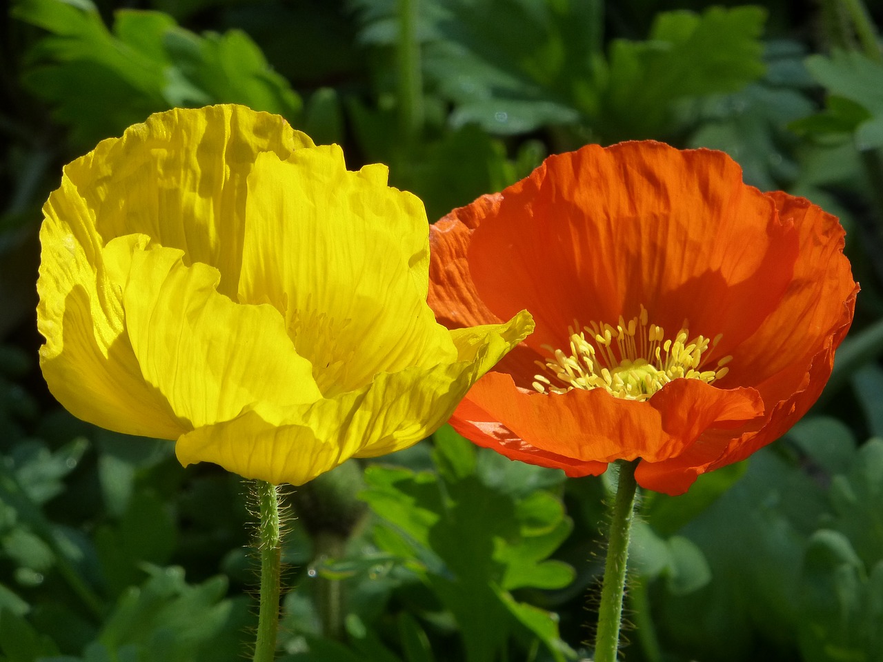 poppy yellow orange free photo