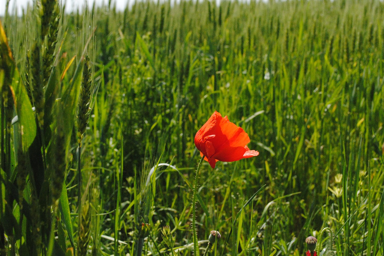 poppy red green free photo