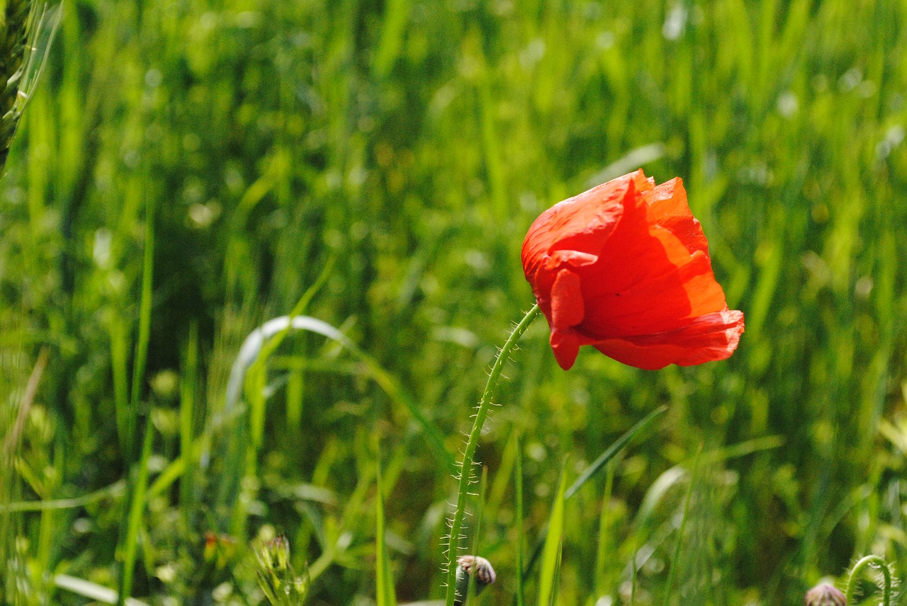 poppy red green free photo