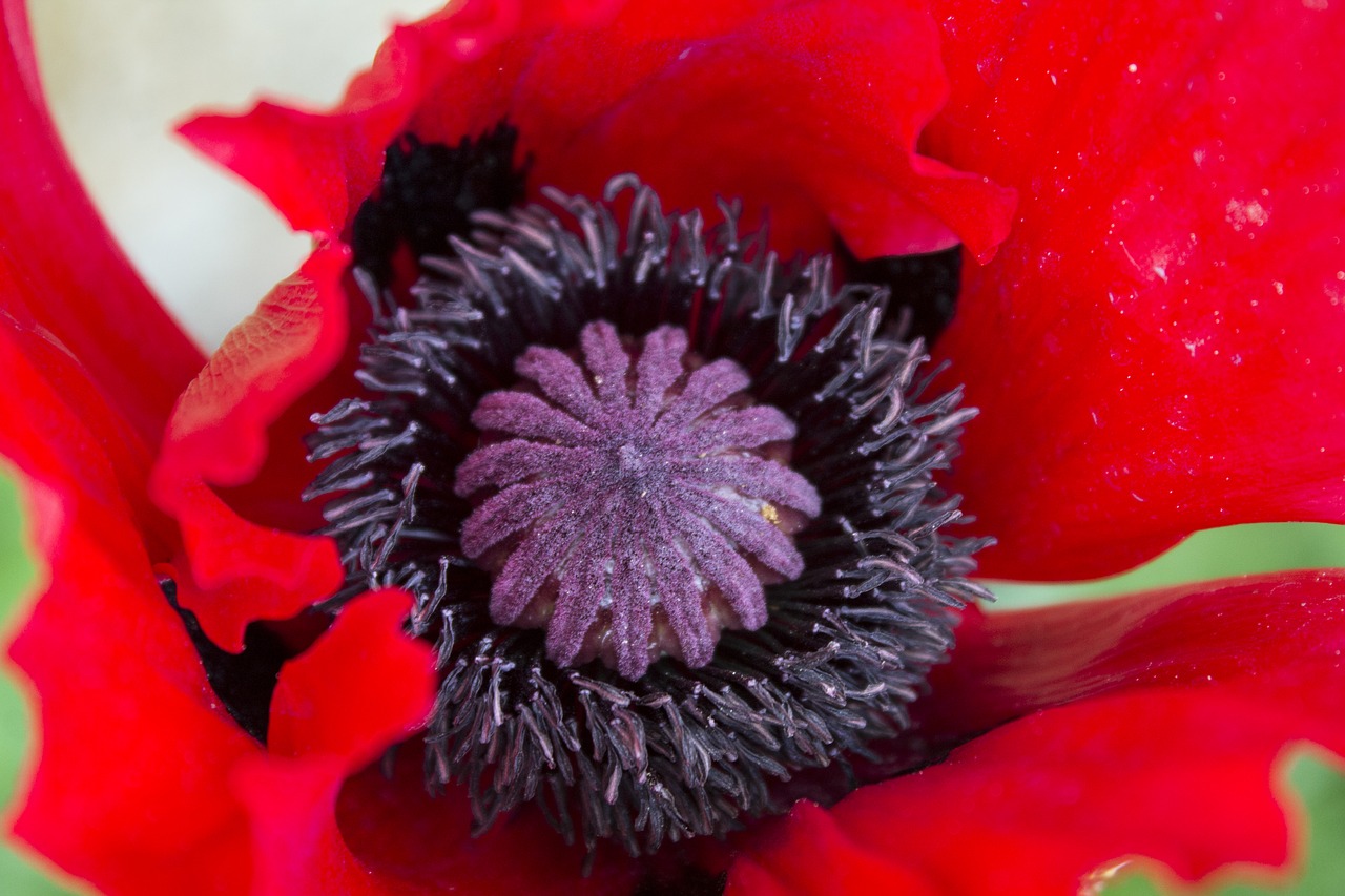 poppy red flower free photo