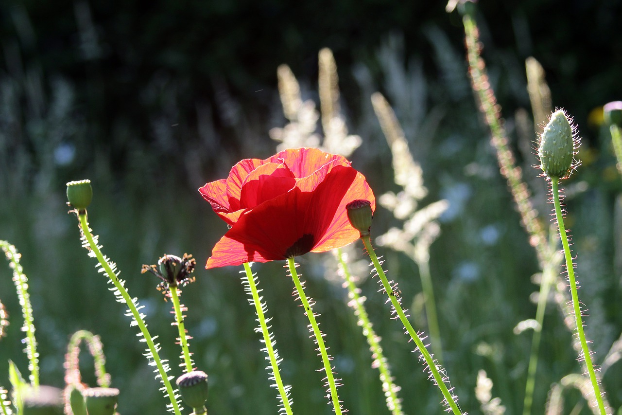 poppy red klatschmohn free photo