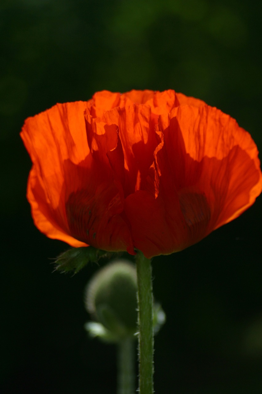 poppy bud nature free photo