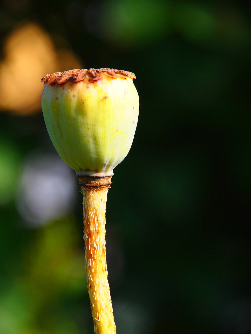 poppy capsule garden free photo