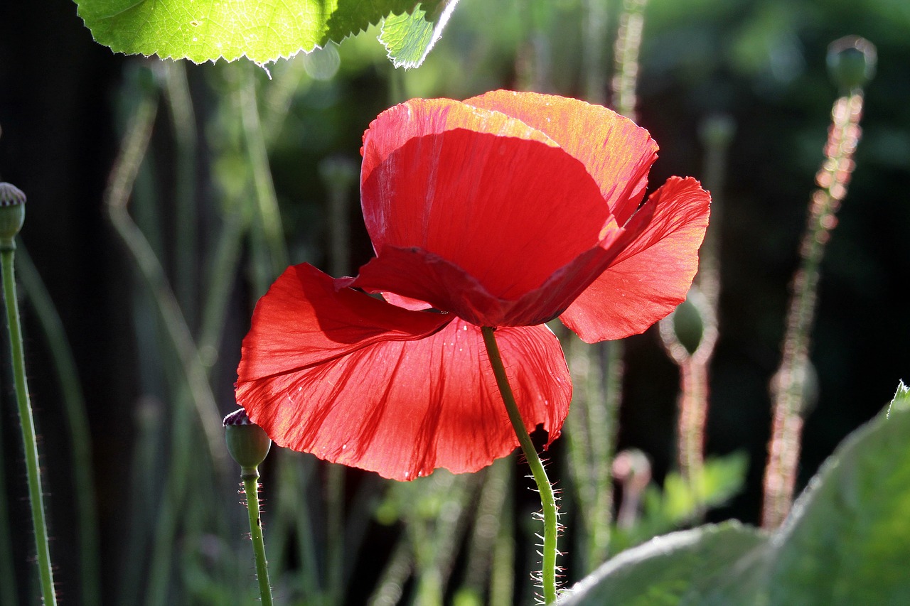 poppy klatschmohn poppy flower free photo