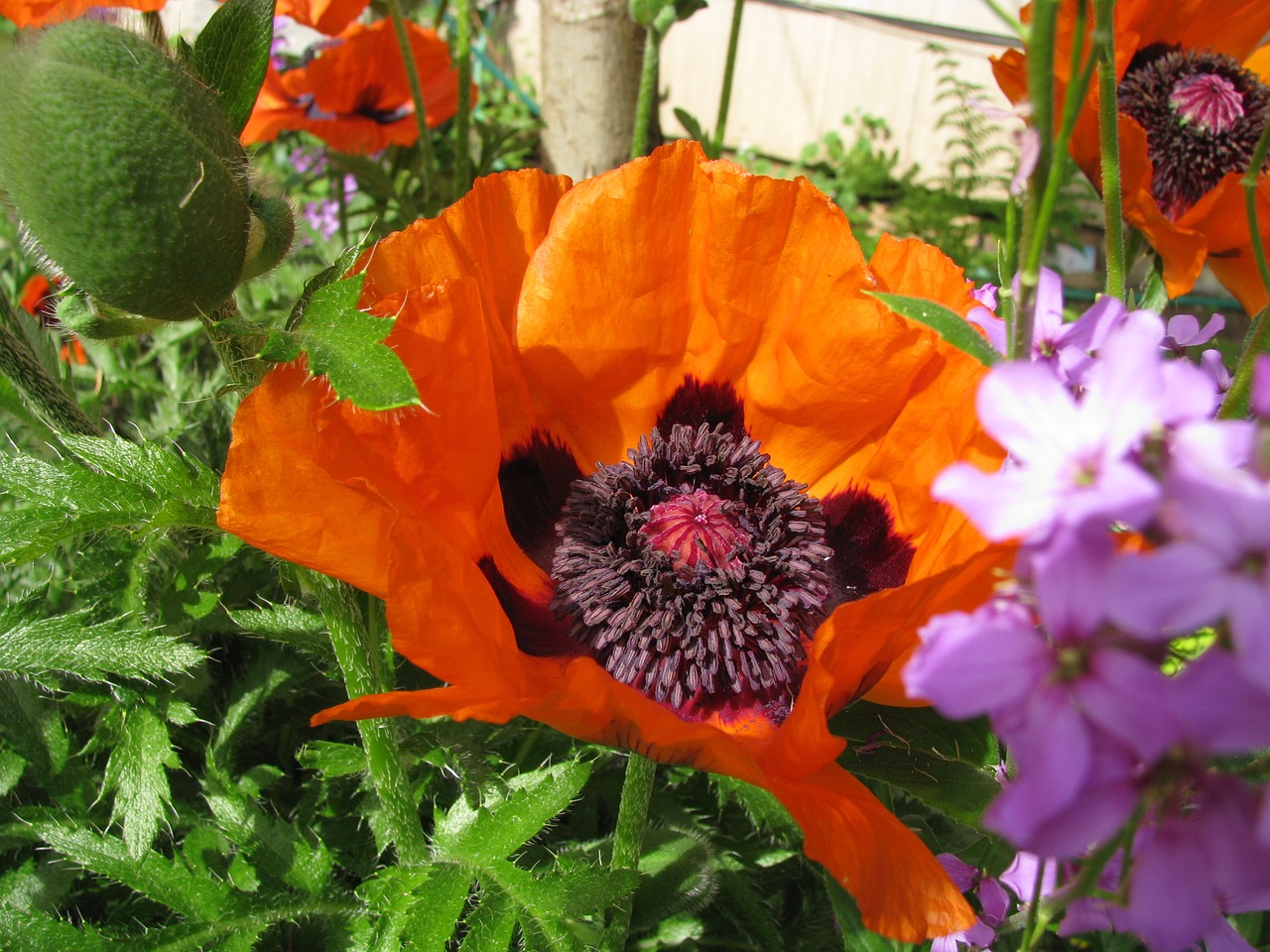 poppy flower bloom free photo