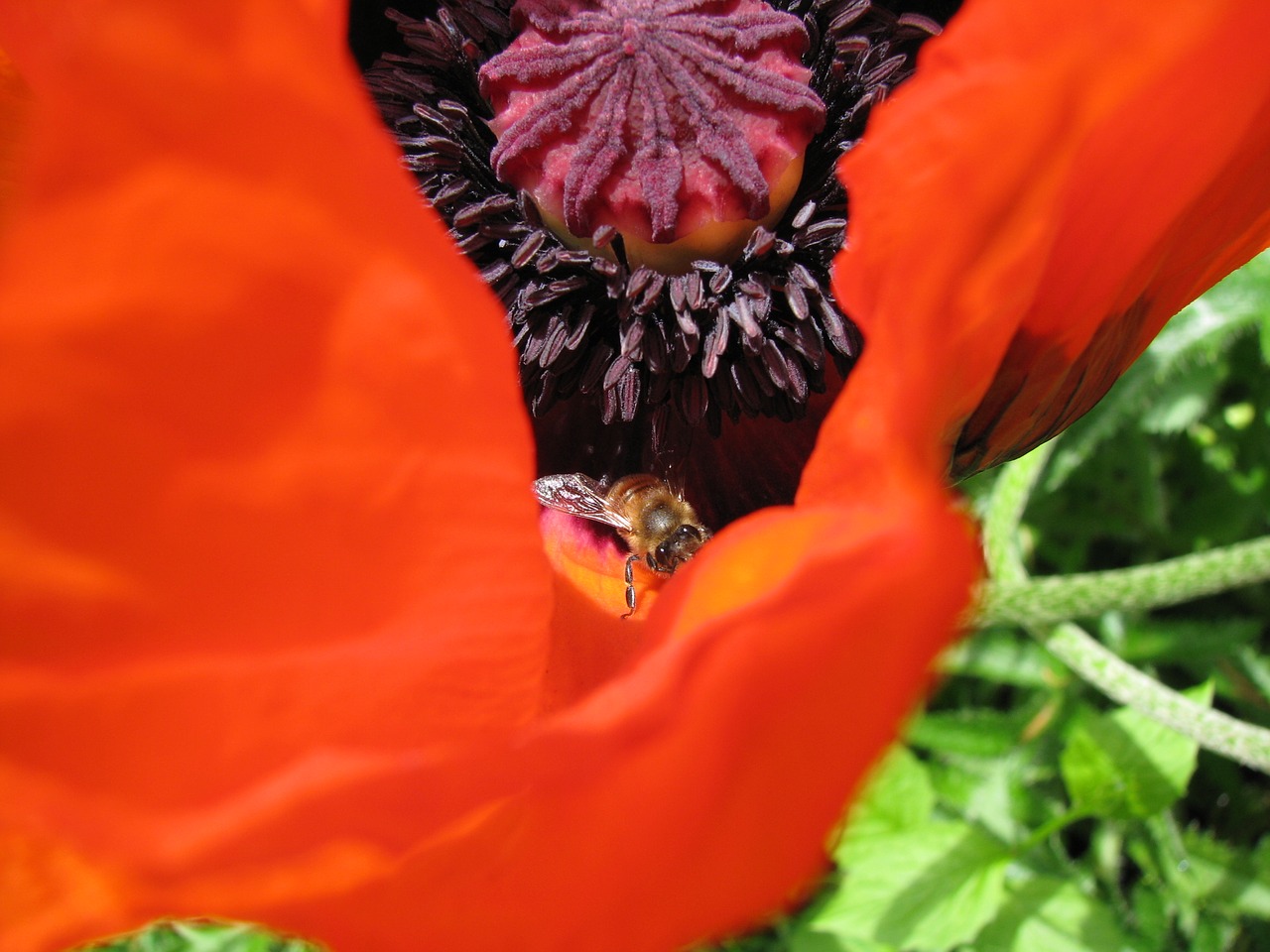 poppy flower pollination free photo