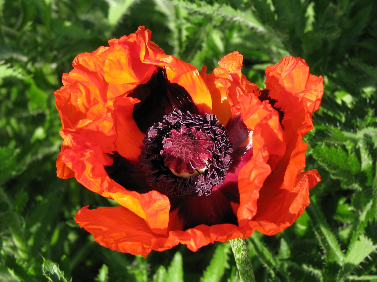 poppy flower bloom free photo