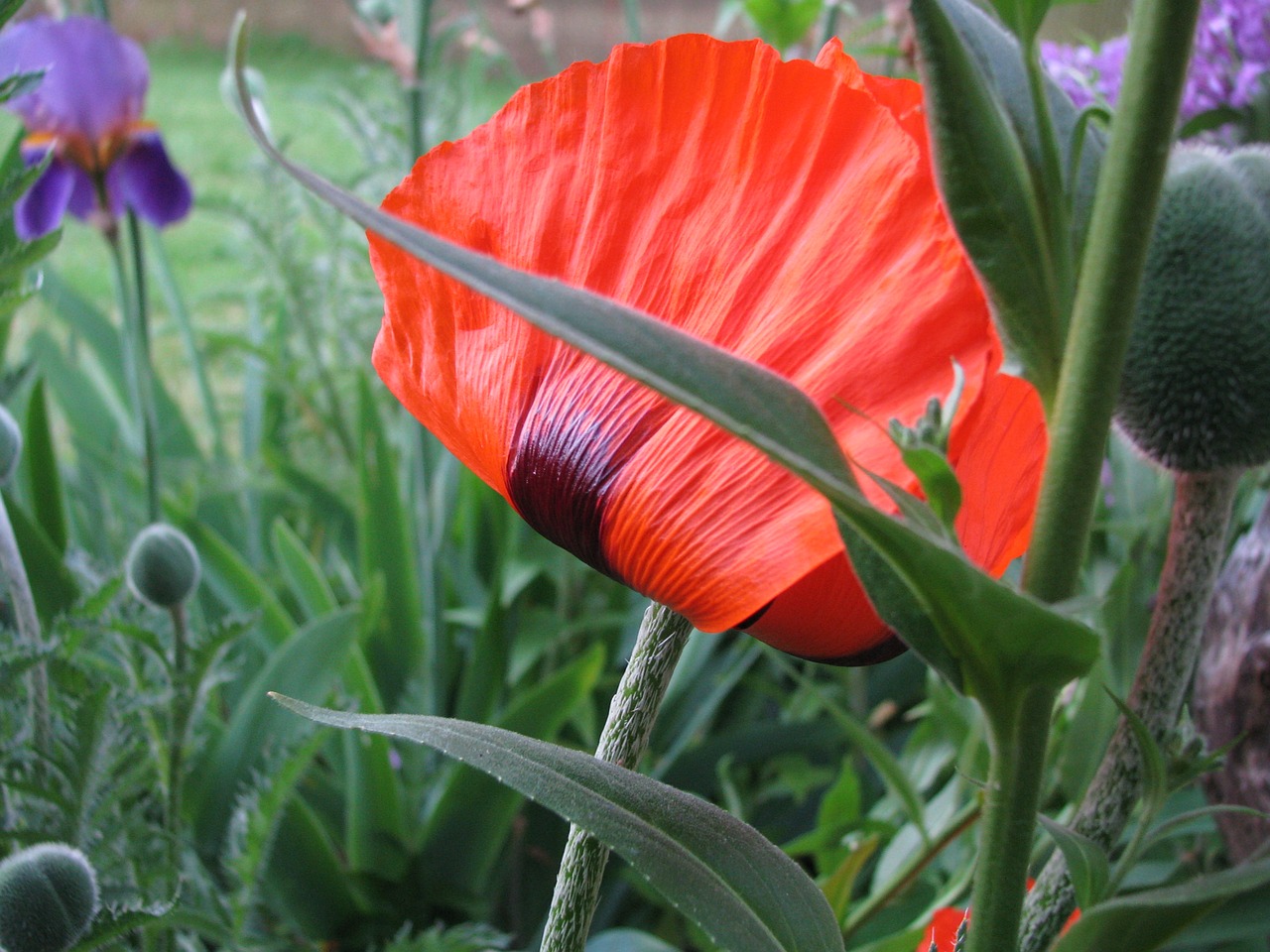 poppy flower blooming free photo