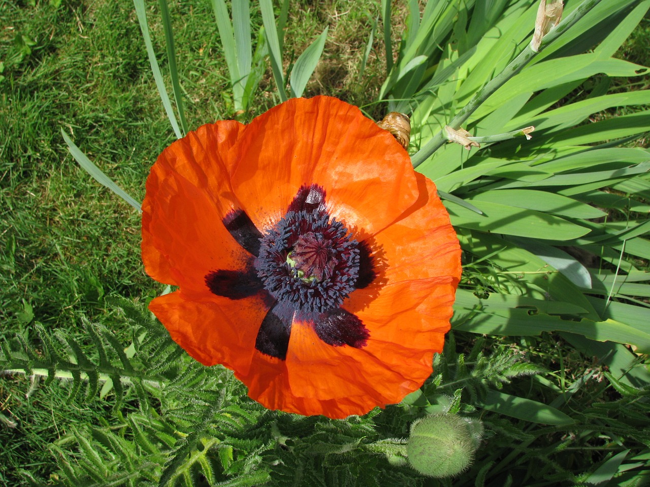 poppy flower bloom free photo