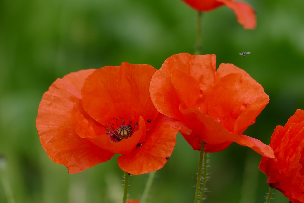 poppy poppy flower red free photo