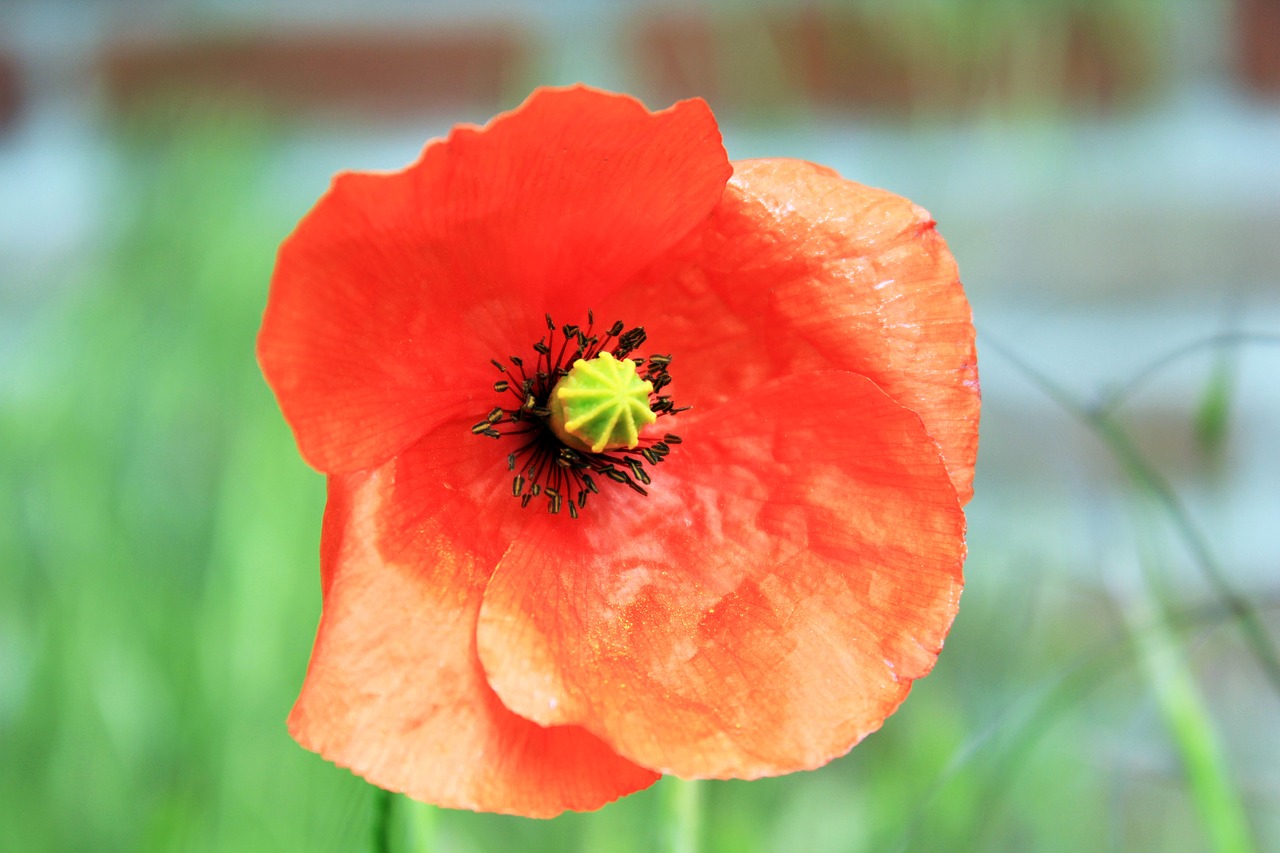 poppy leaves red free photo