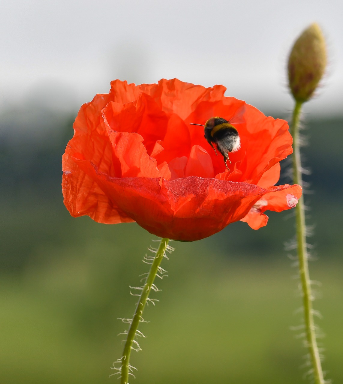 poppy hummel meadow free photo