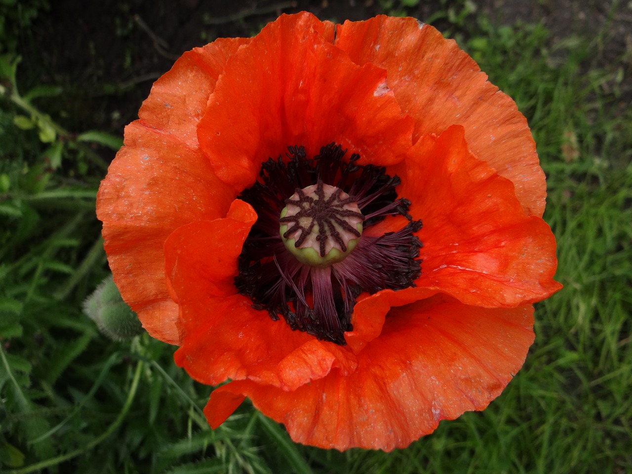 poppy flower poppy flower free photo