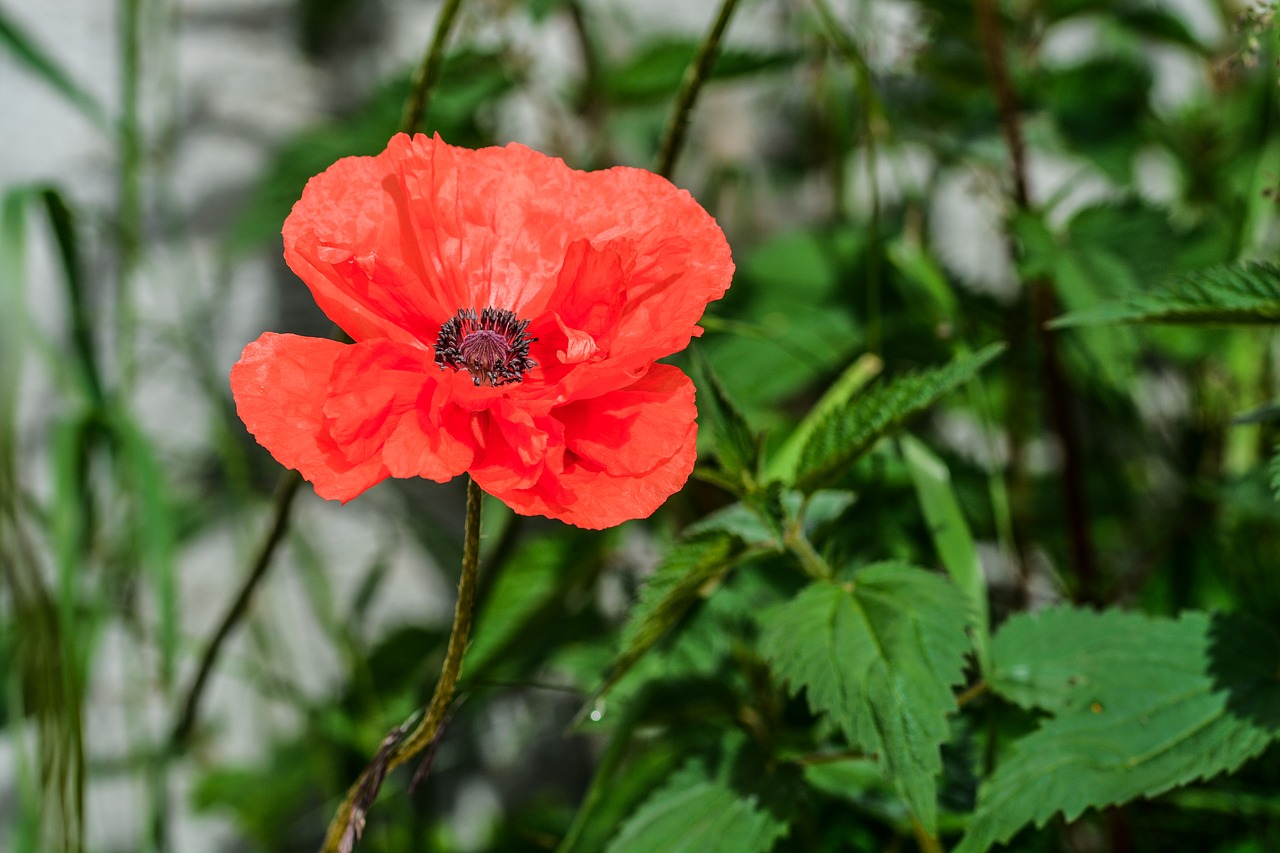 poppy flower petal free photo