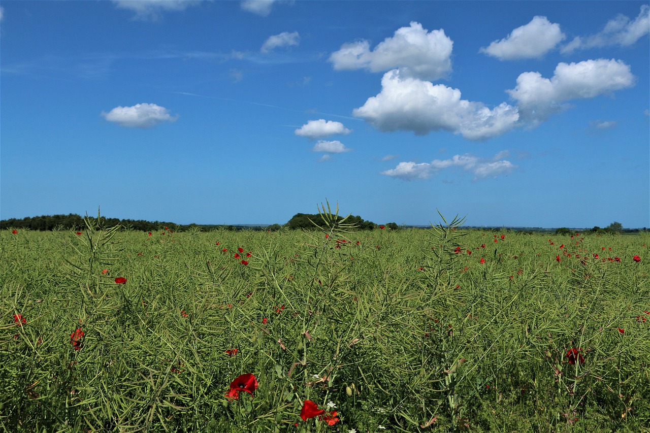 poppy field clouds free photo