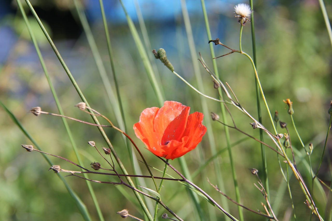 poppy field flower meadow free photo