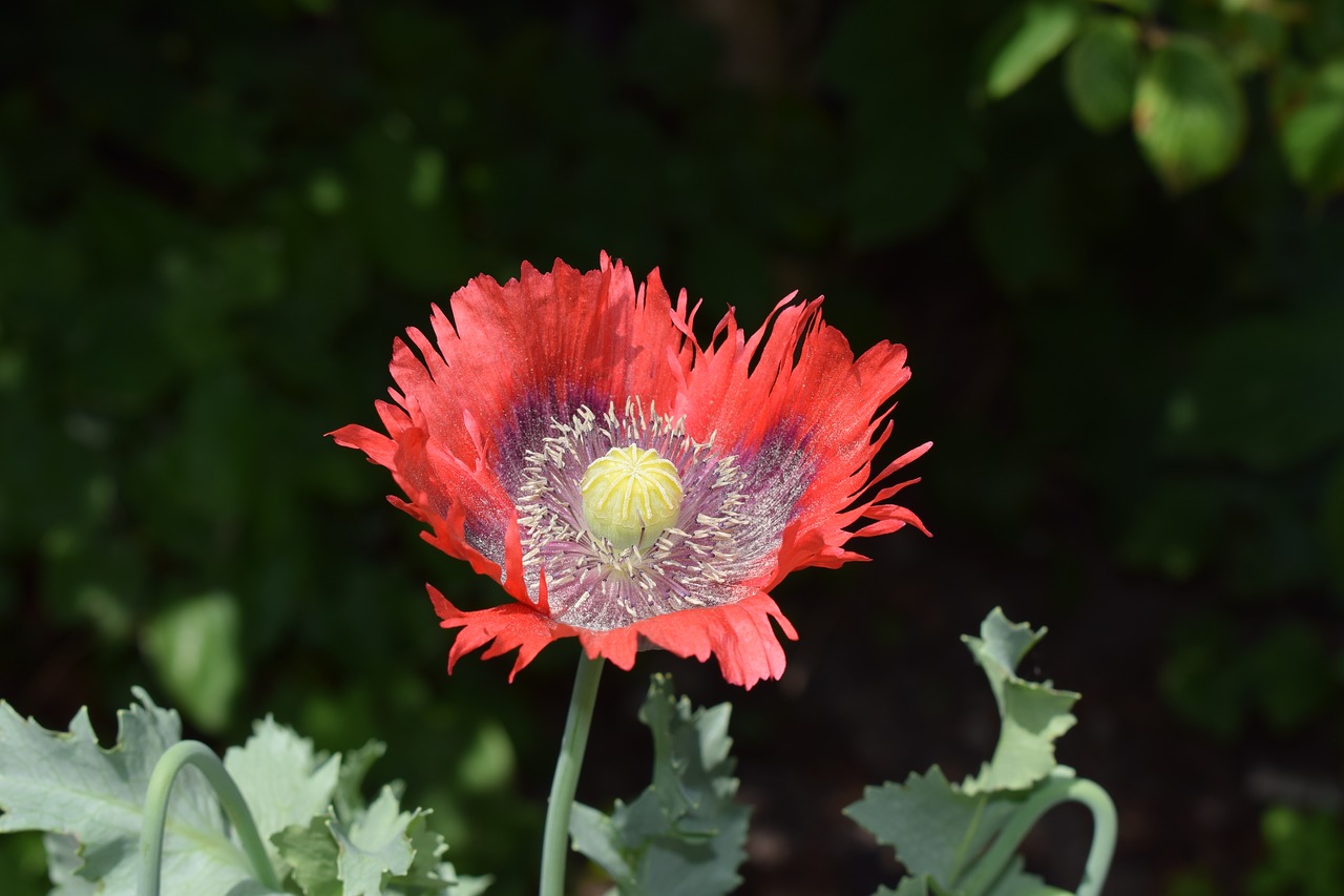 poppy garden red flower free photo