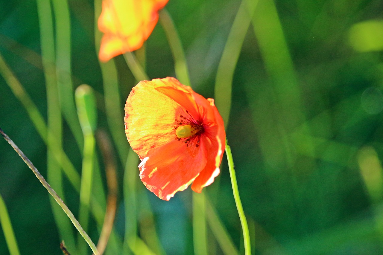 poppy blossom bloom free photo