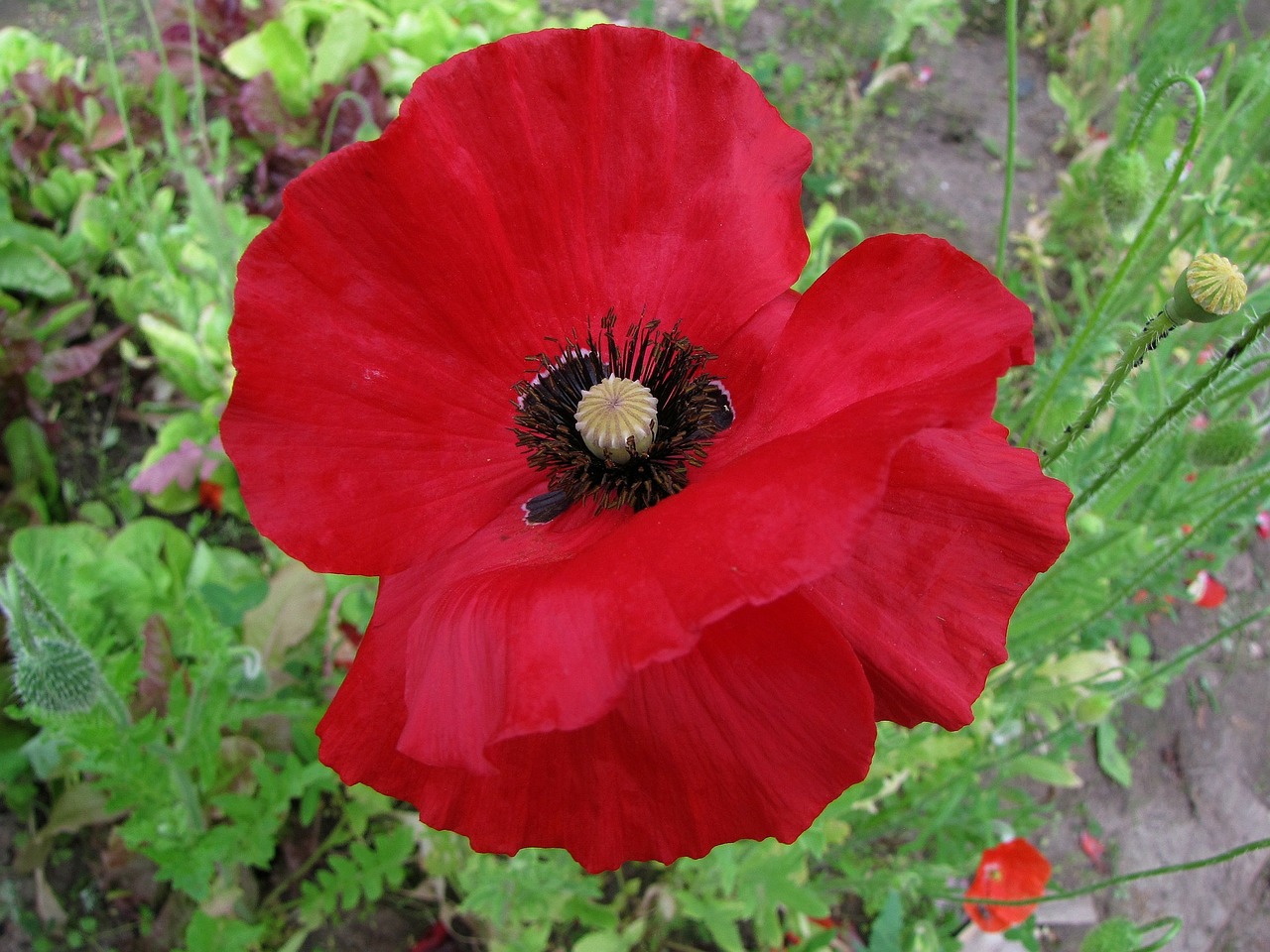 poppy red flower free pictures free photo