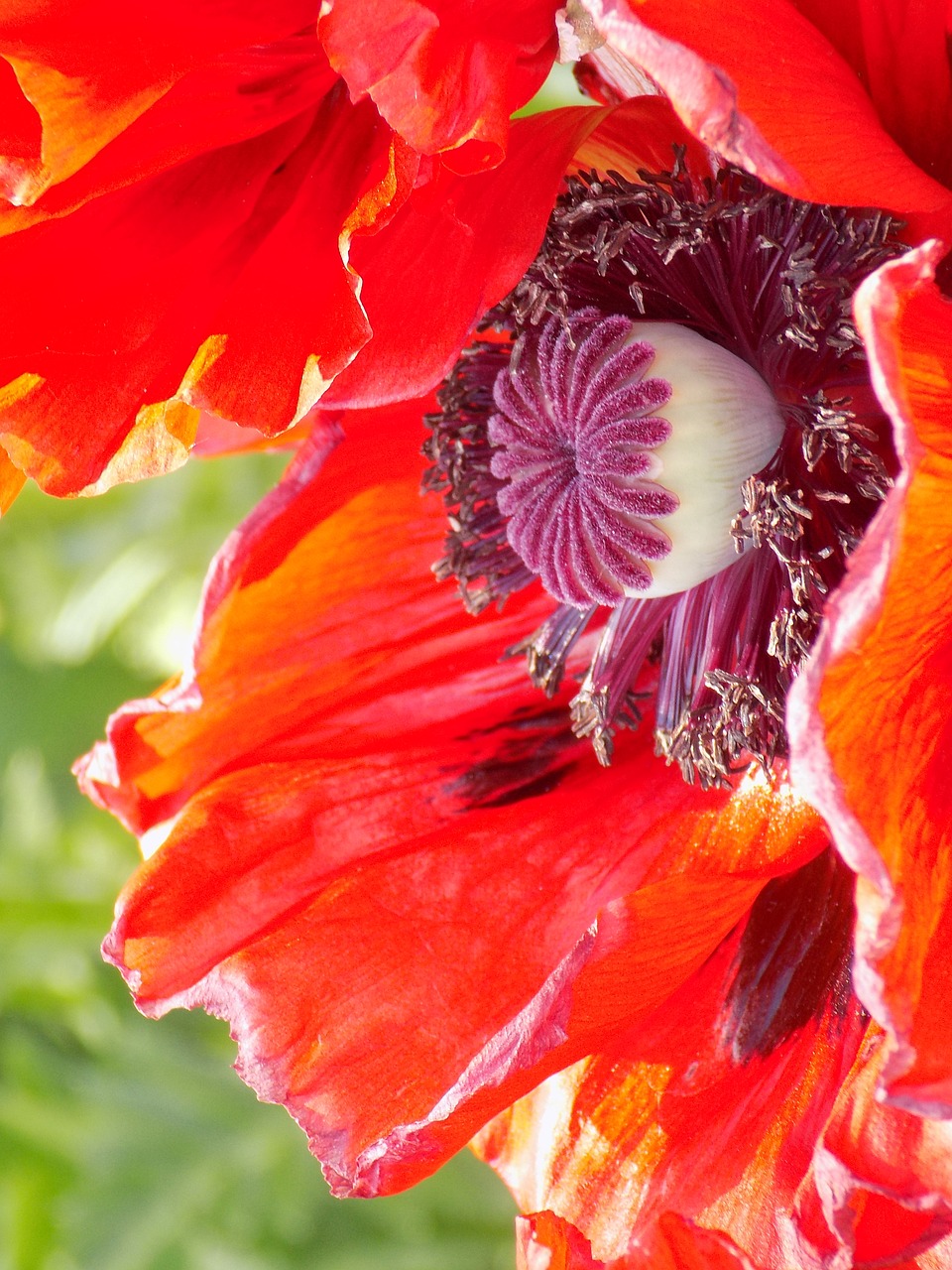 poppy flowers nature free photo