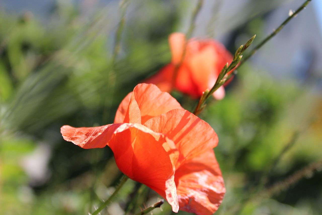 poppy meadow flower free photo