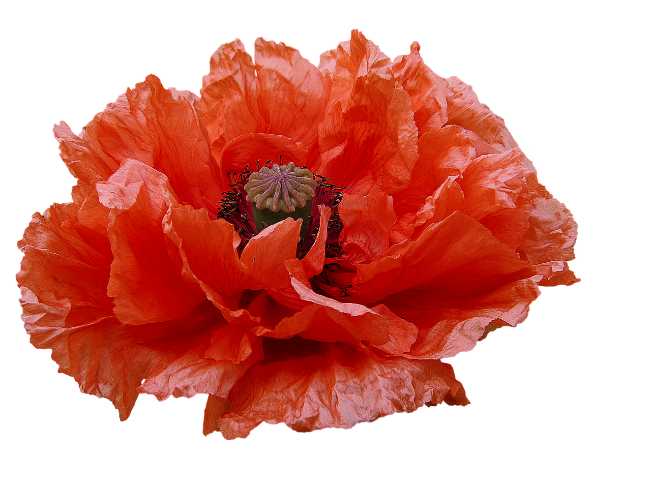 poppy red flowers transmission free photo