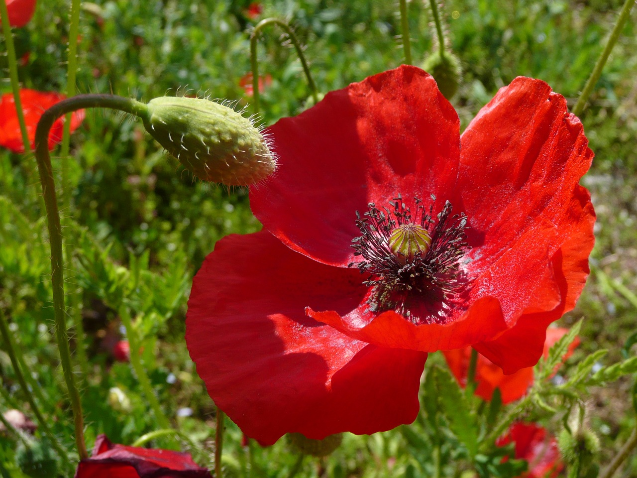 poppy field of poppies red free photo