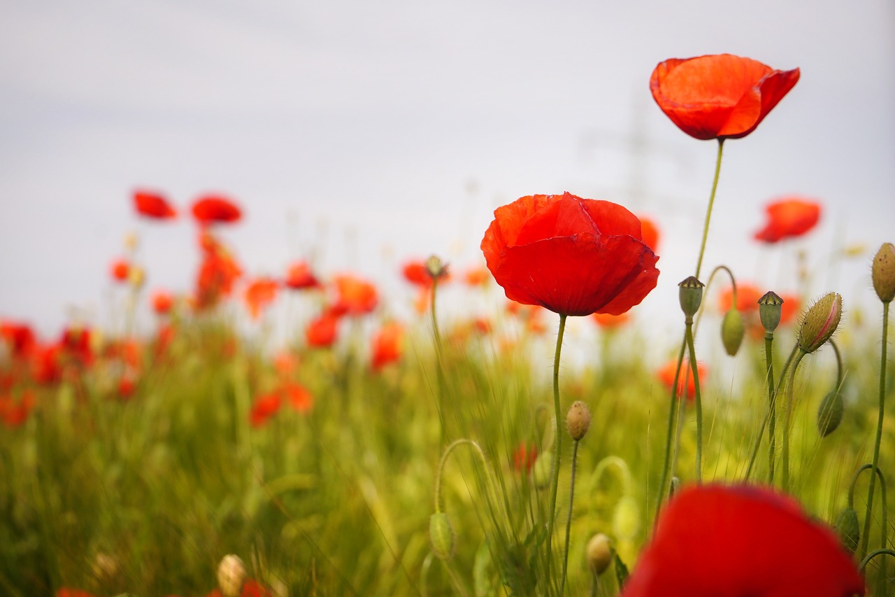 poppy flower red poppy free photo