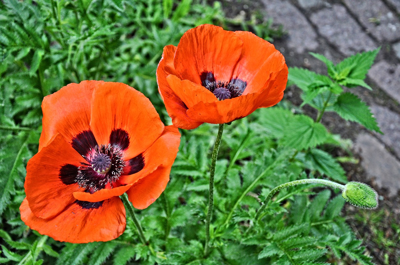 poppy papaver flower free photo