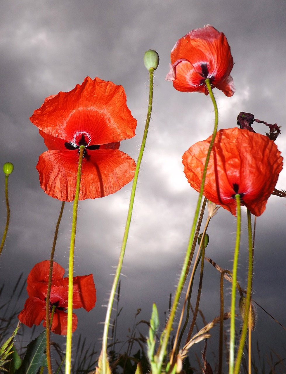 poppy flowers red poppy free photo