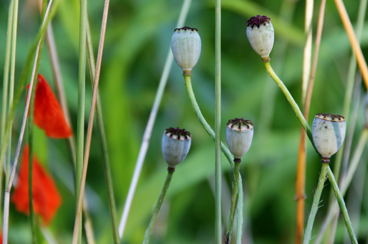 poppy spring garden free photo