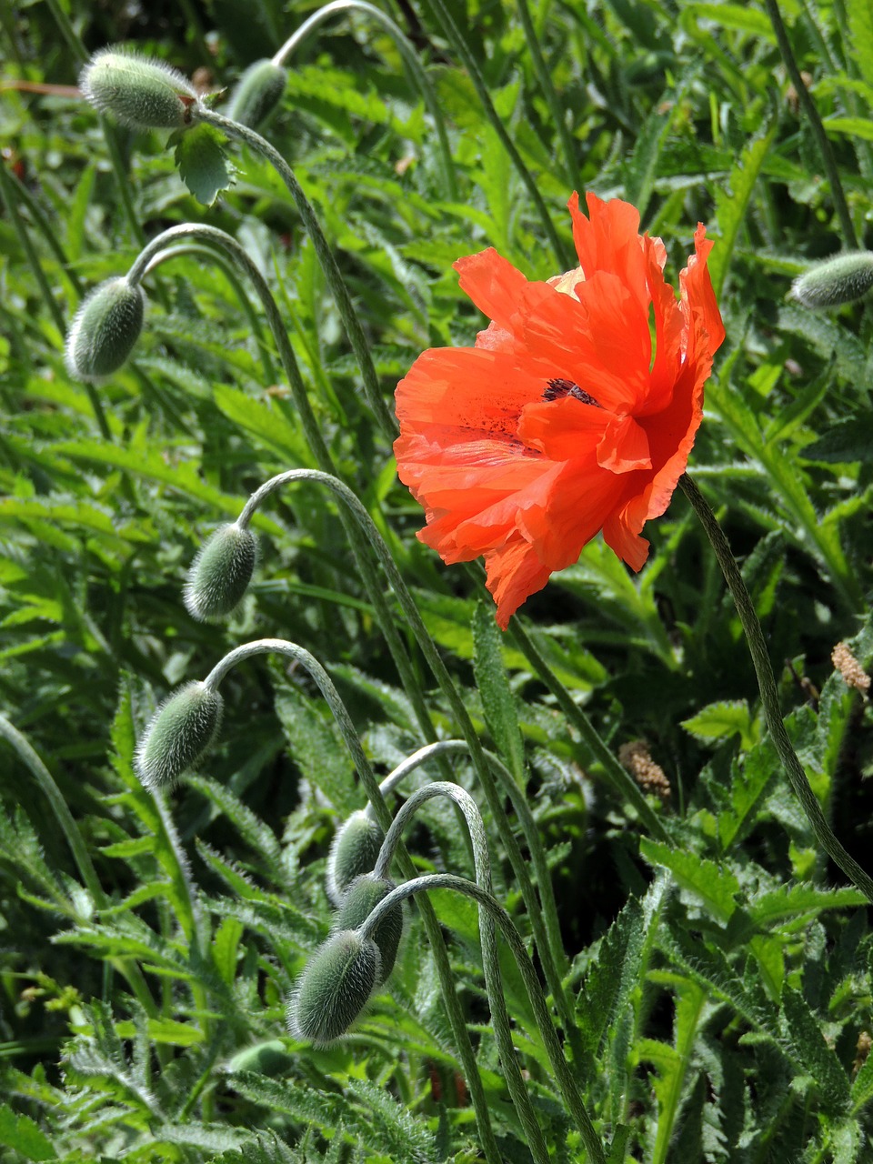 poppy poppies orange free photo