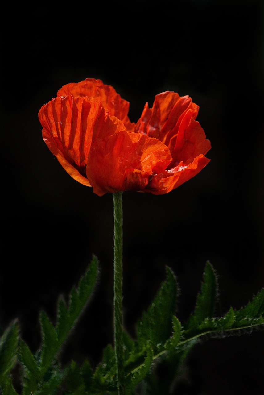 poppy remembrance red free photo