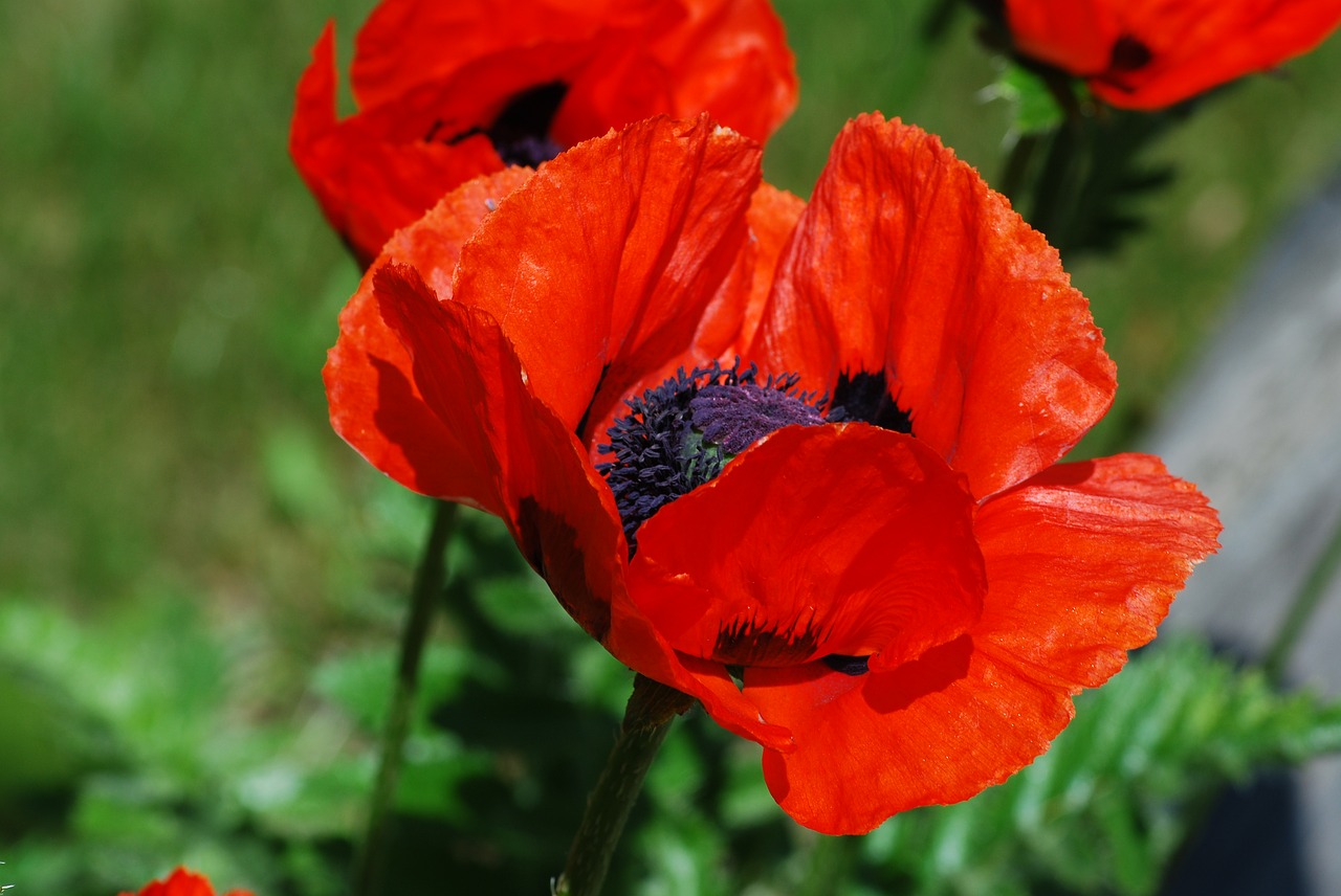 poppy wild plant free photo