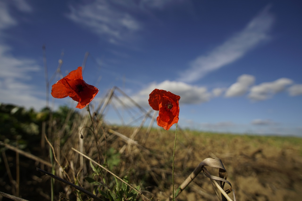 poppy blue sky free photo