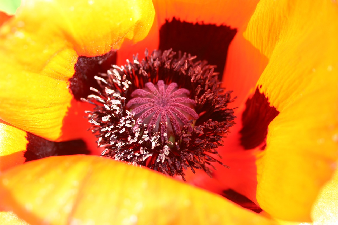 poppy blossom bloom free photo