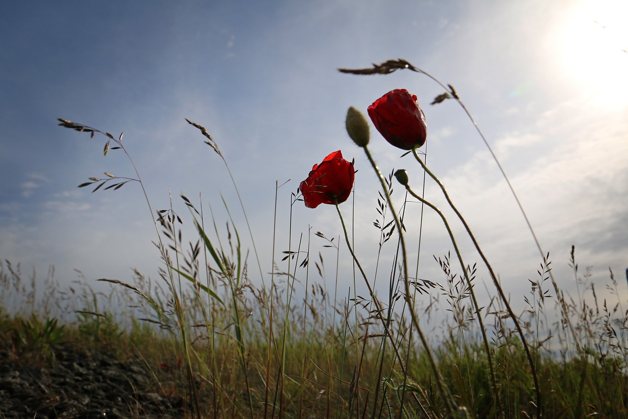 poppy back light grasses free photo