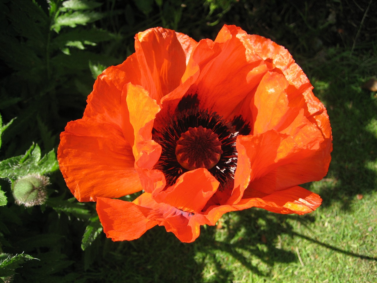 poppy red flower free photo