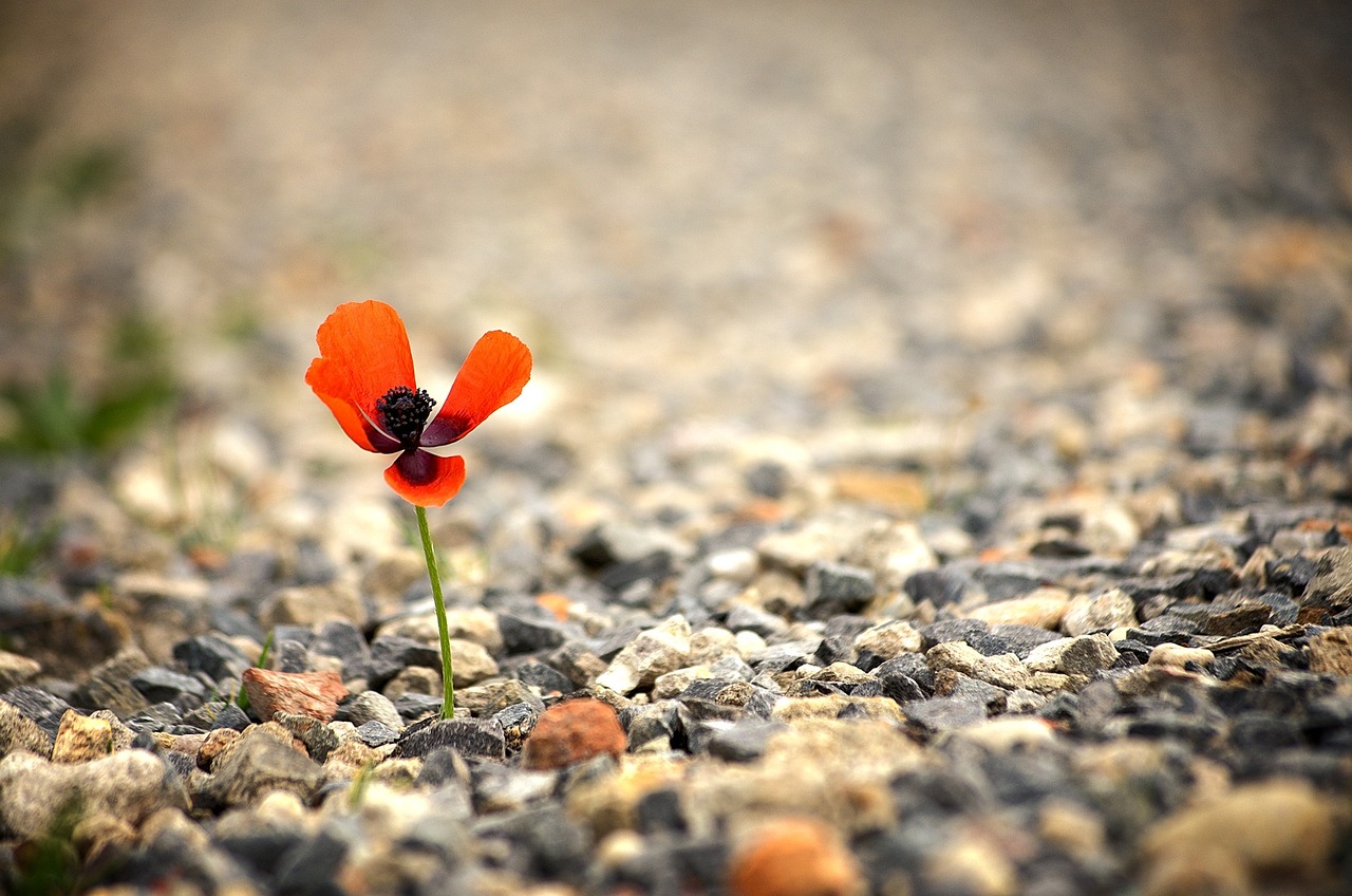 poppy flower red poppy free photo