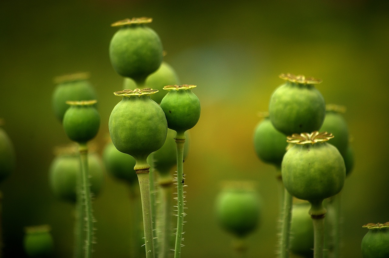 poppy flower mohngewaechs free photo