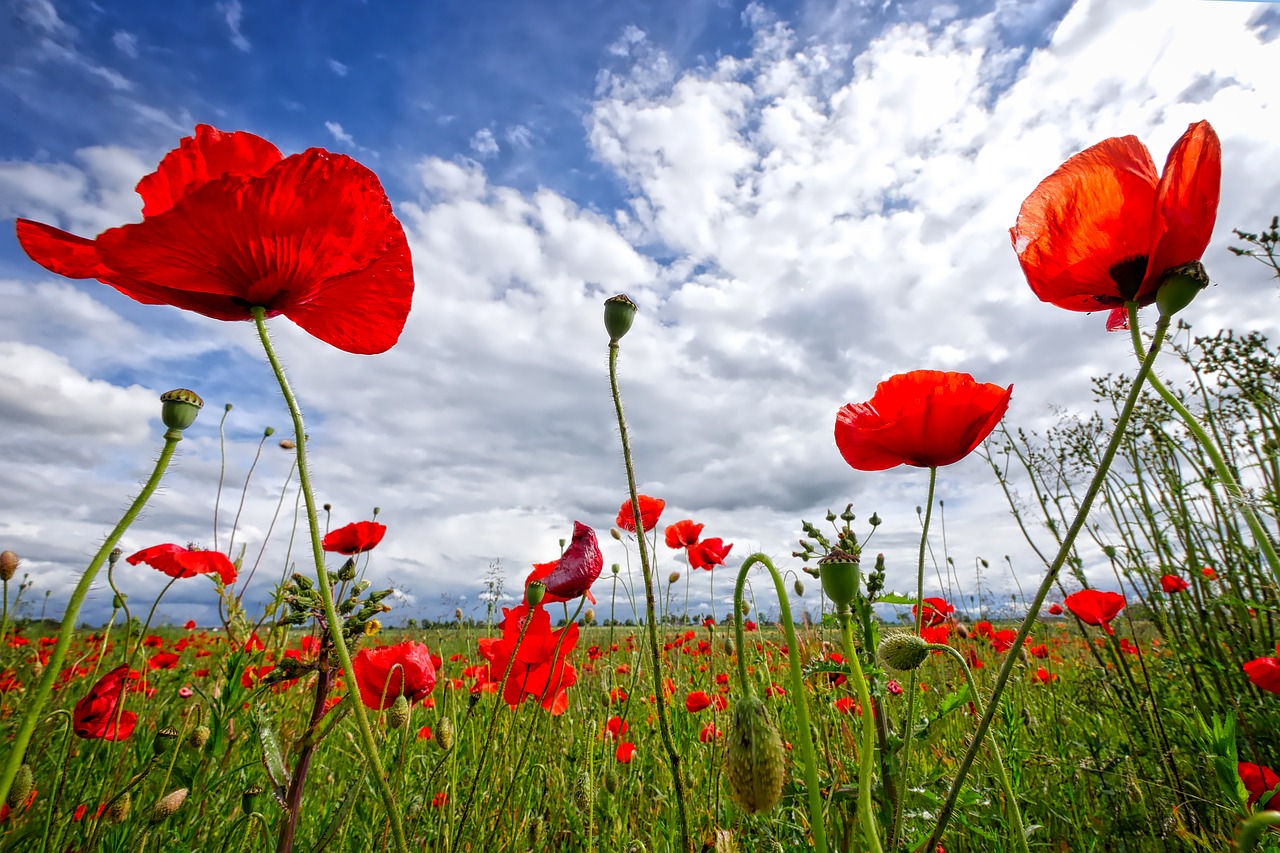 poppy sky flower free photo