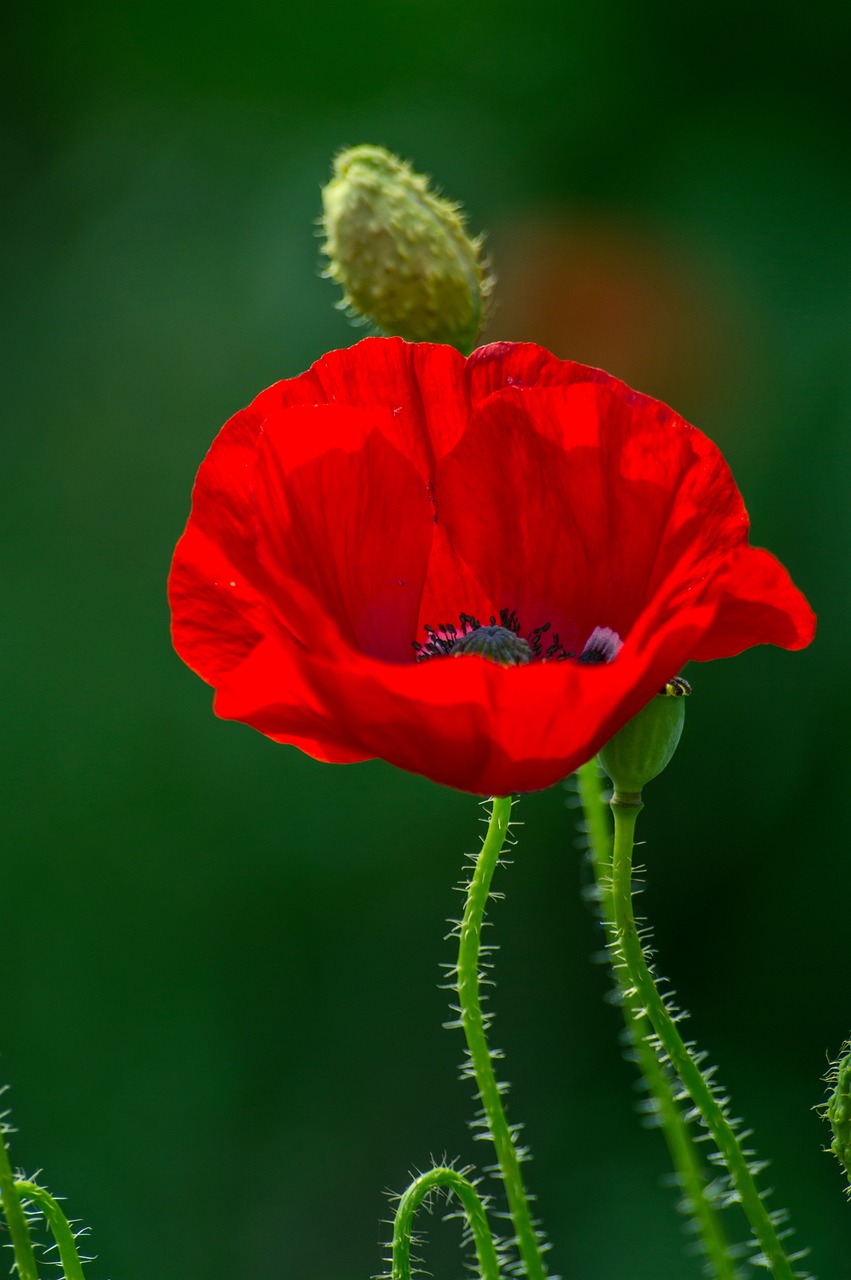 poppy flower plant free photo