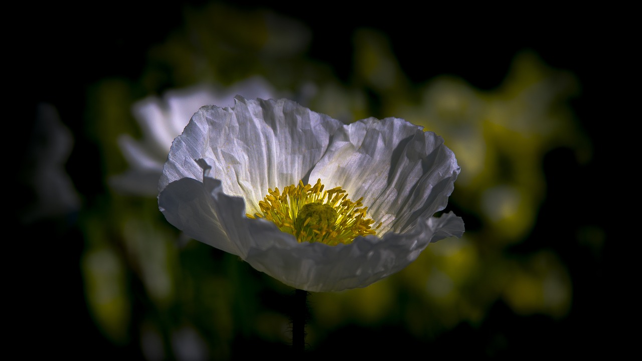 poppy flower poppy flower free photo