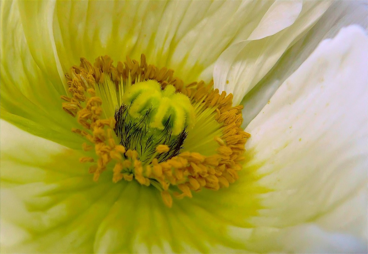 poppy poppy flower flowers free photo