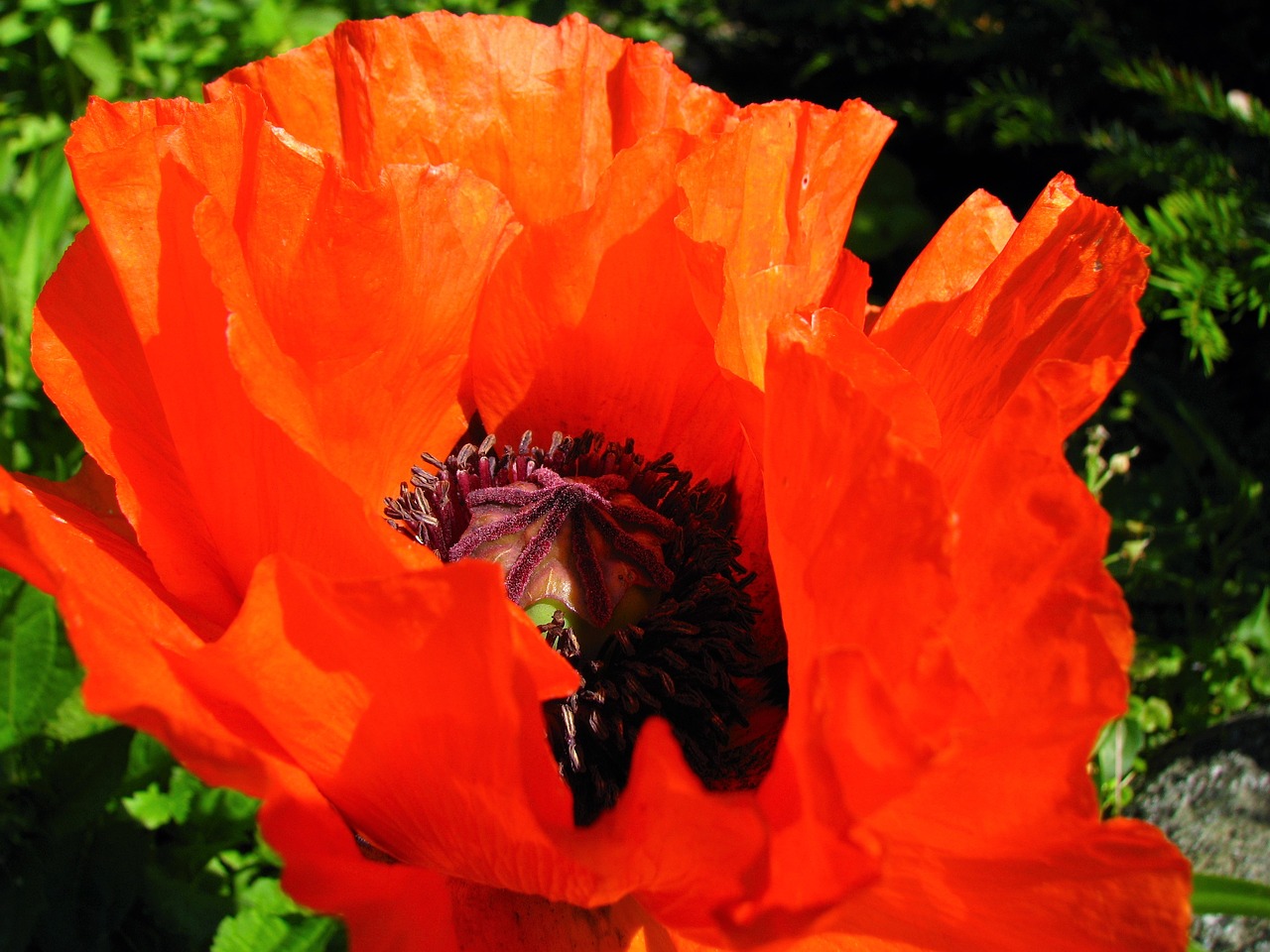 poppy flower nature free photo