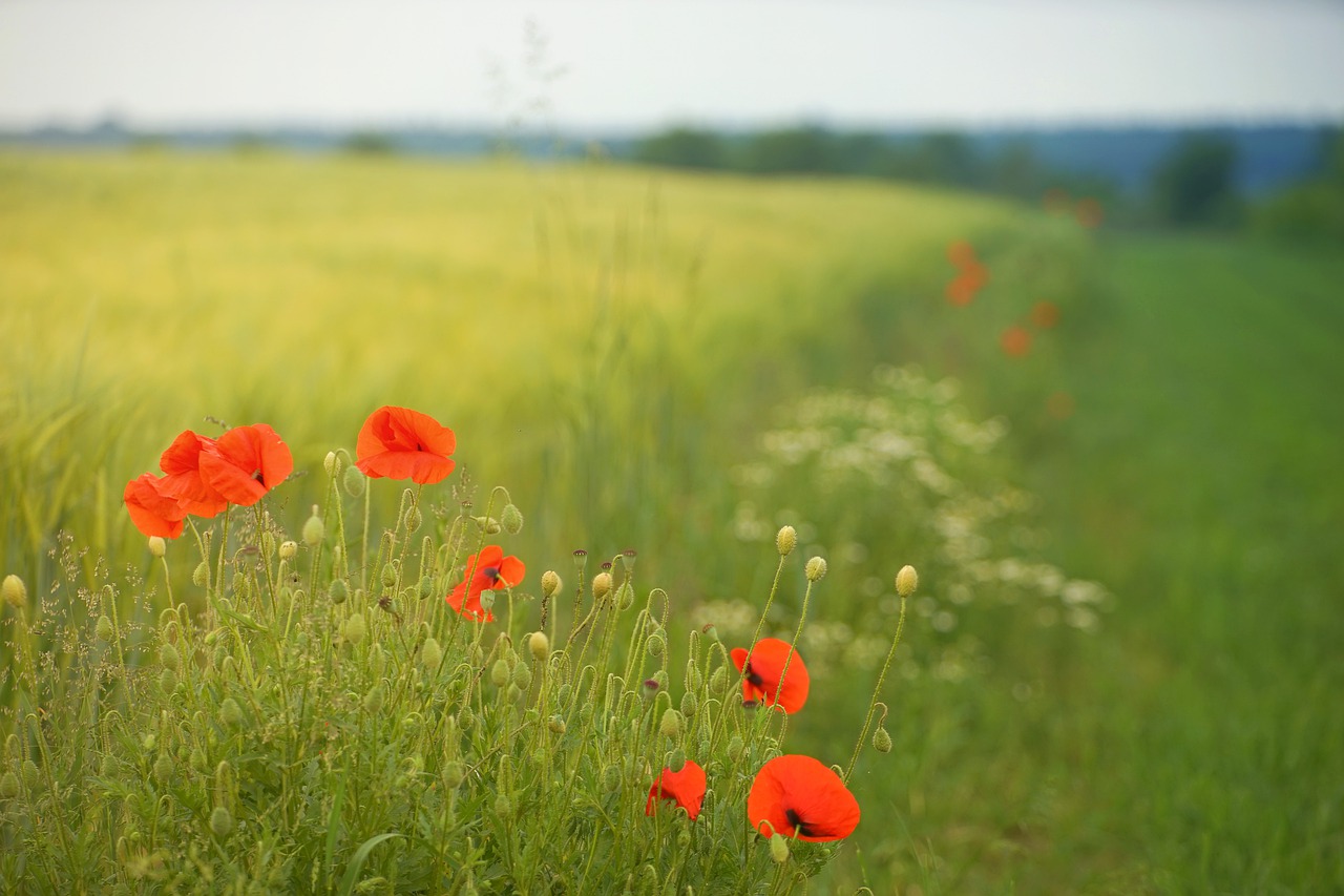 poppy field meadow free photo