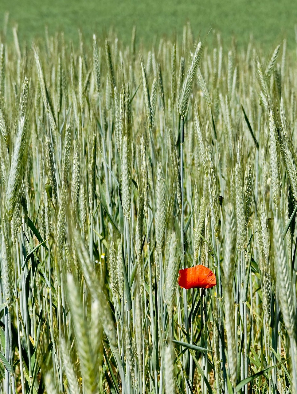 poppy blossom bloom free photo